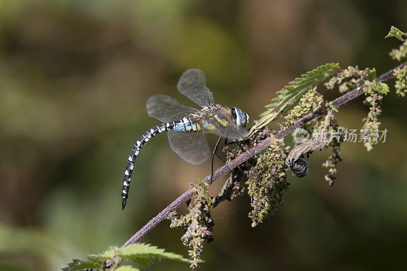 流动小贩蜻蜓。Aeshna mixta